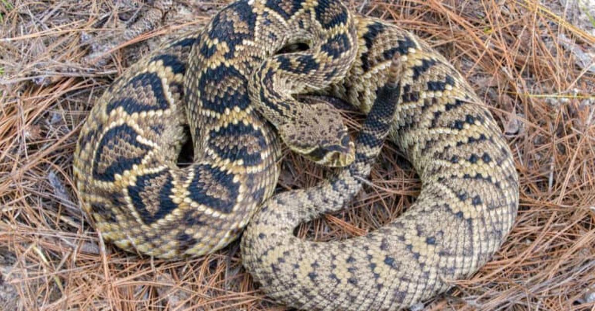 Visual of Eastern Diamondback Rattlesnake, or Ular Berbisa Timur Diamondback in Indonesian, showcasing its beauty.