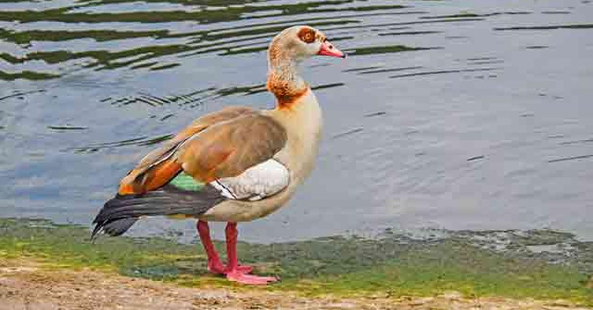 Stunning depiction of Egyptian Goose, also referred to as Alopochen aegyptiacus.