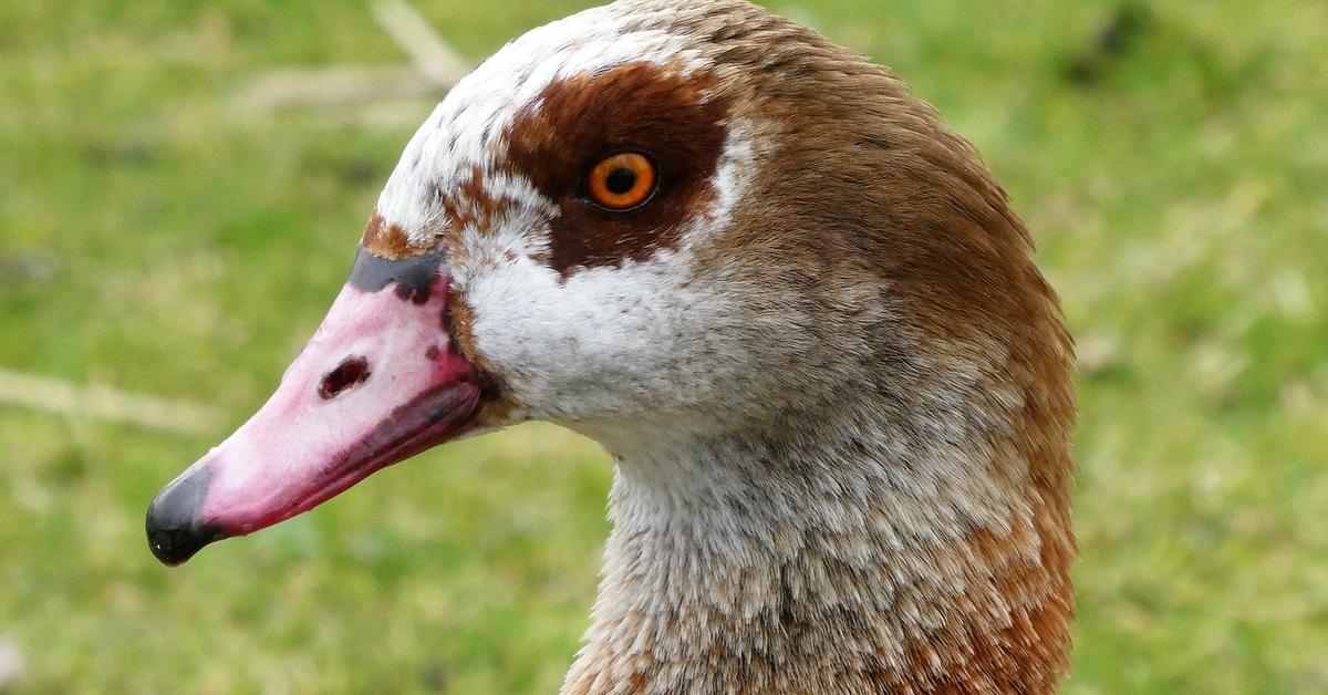 Unique portrayal of the Egyptian Goose, also called Angsa Mesir in Bahasa Indonesia.