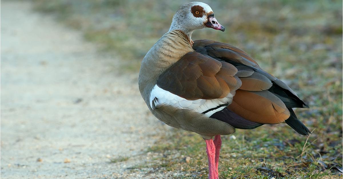 Visual of Egyptian Goose, or Angsa Mesir in Indonesian, showcasing its beauty.