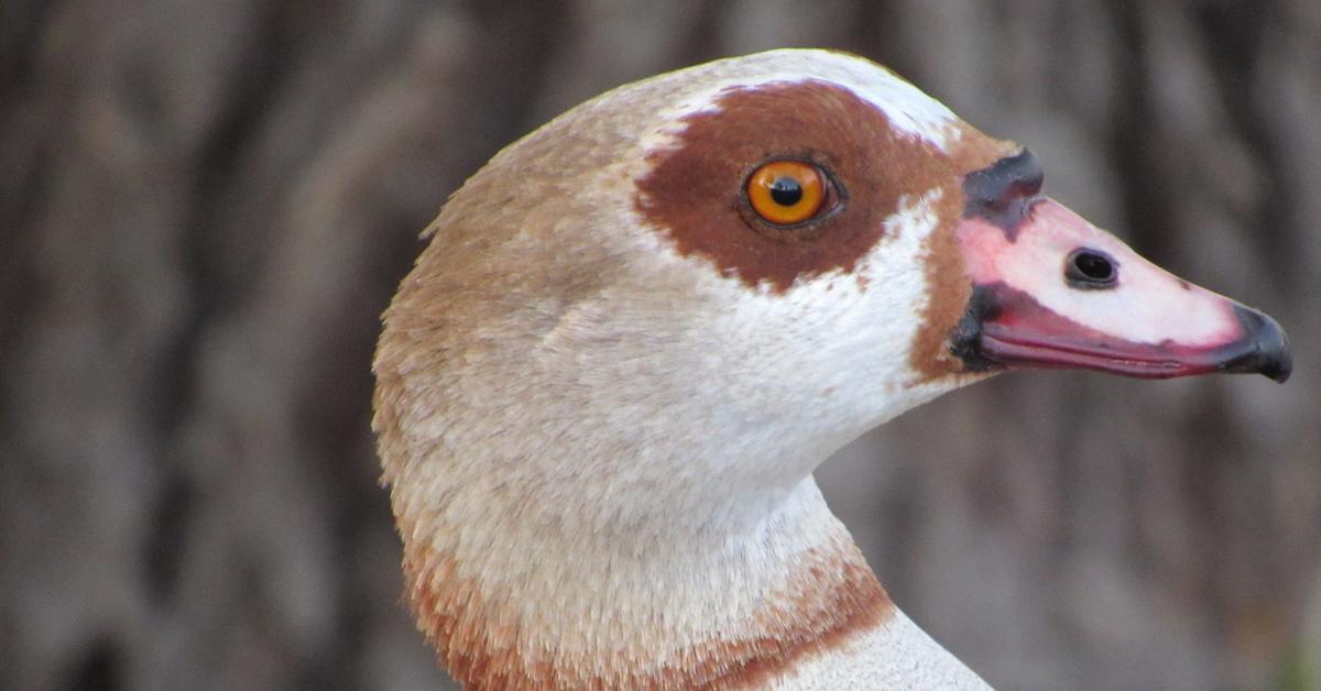 Glimpse of the Egyptian Goose, known in the scientific community as Alopochen aegyptiacus.