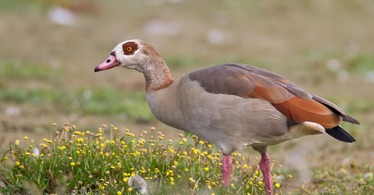 Visual representation of the Egyptian Goose, recognized in Indonesia as Angsa Mesir.