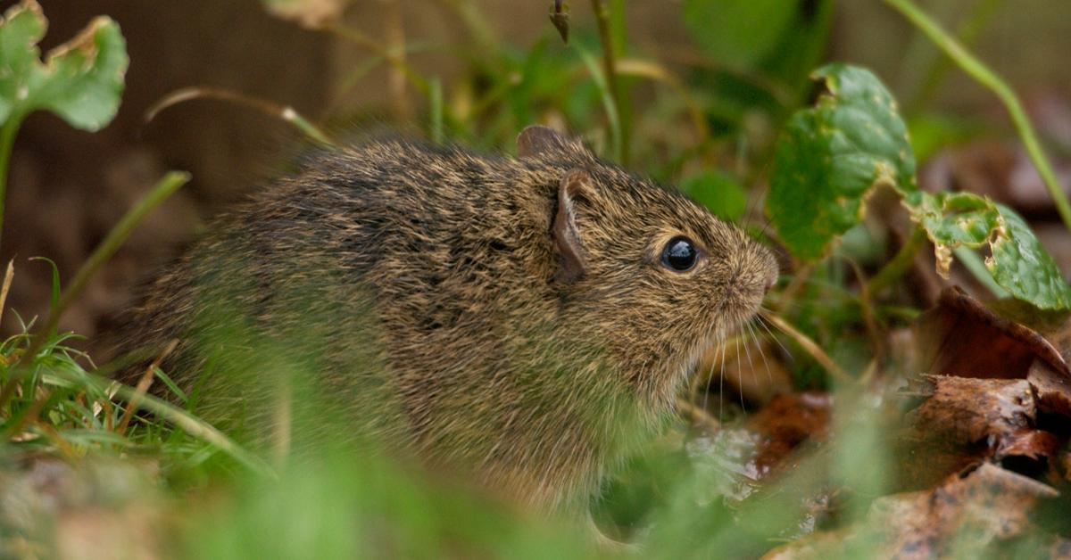 Vibrant snapshot of the Eastern Woodrat, commonly referred to as Tikus Kayu Timur in Indonesia.