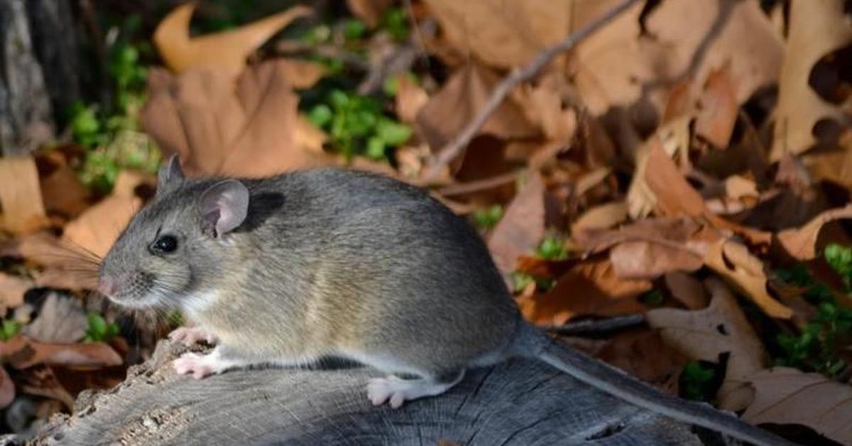 Photographic depiction of the unique Eastern Woodrat, locally called Tikus Kayu Timur.