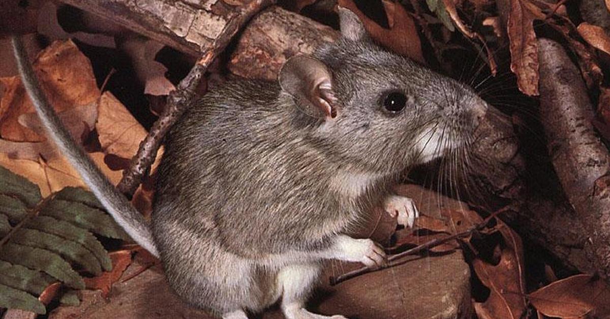 Splendid image of the Eastern Woodrat, with the scientific name Neotama floridana.