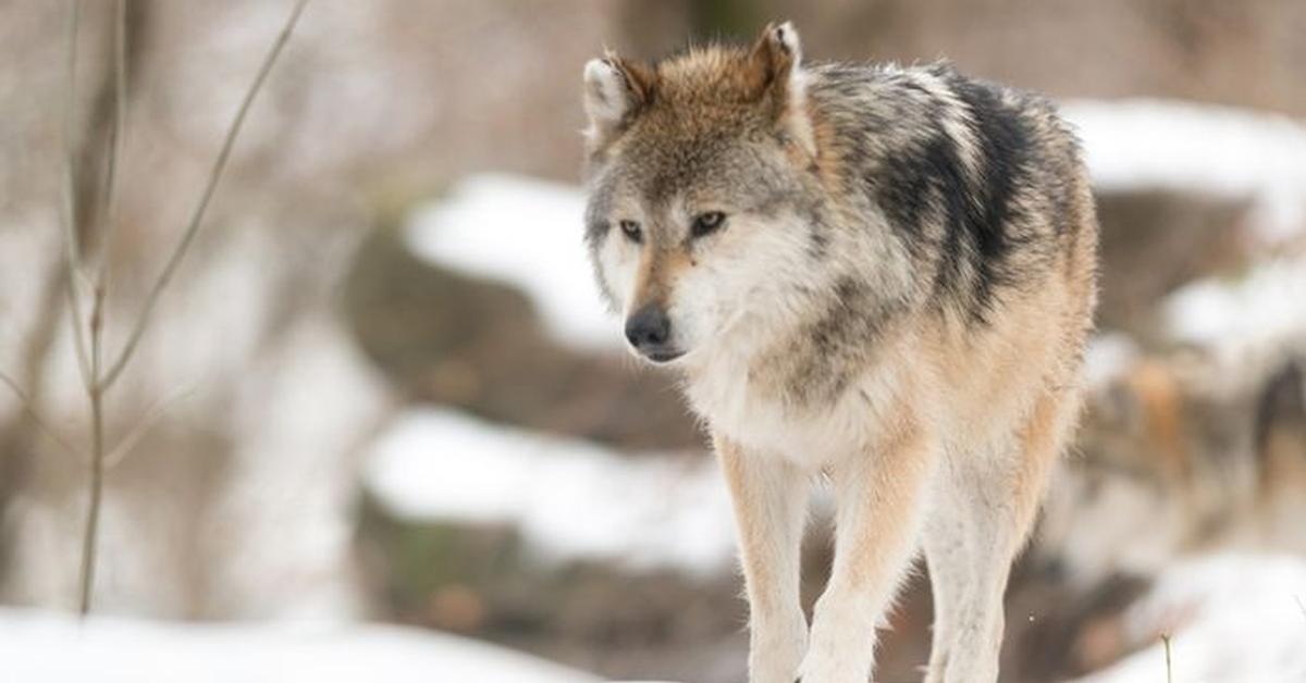 Iconic view of the Eurasian Wolf, or Canis lupus lupus, in its habitat.