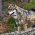 Elegant portrayal of the Eurasian Wolf, also known as Canis lupus lupus.