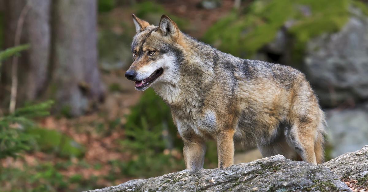 Portrait of a Eurasian Wolf, a creature known scientifically as Canis lupus lupus.