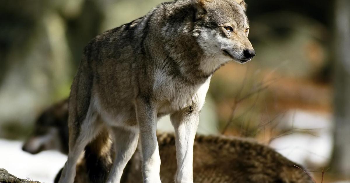 Visual of Eurasian Wolf, or Serigala Eurasia in Indonesian, showcasing its beauty.