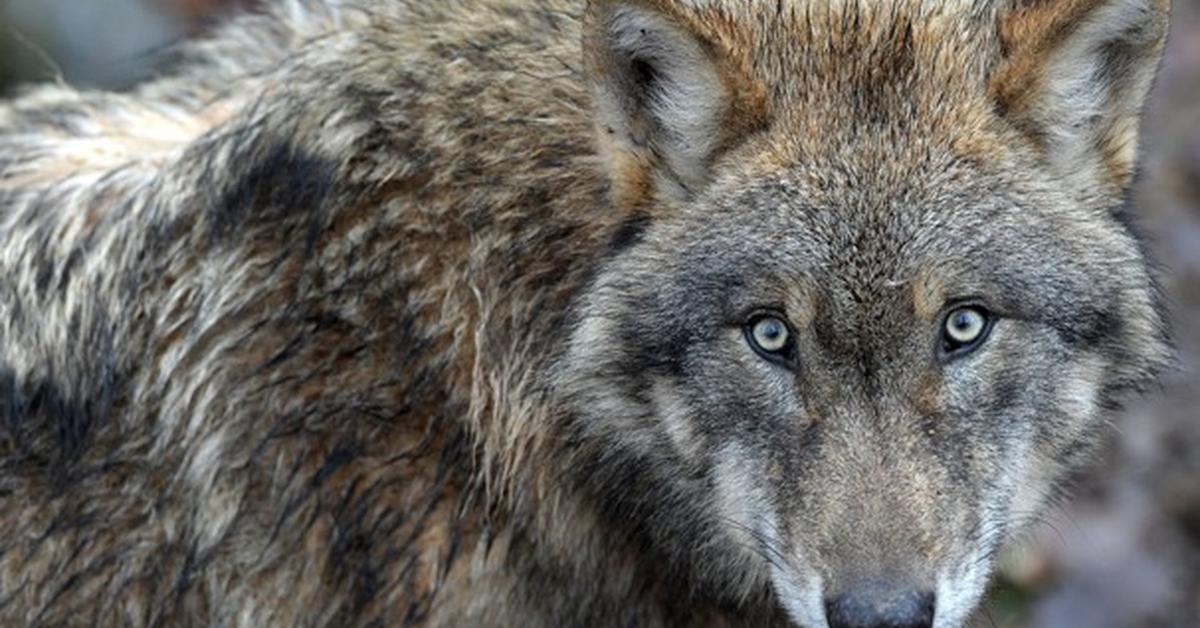 Exquisite image of Eurasian Wolf, in Indonesia known as Serigala Eurasia.