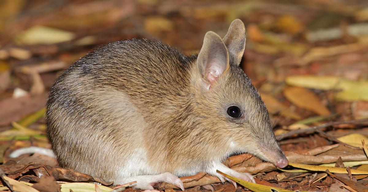 Enchanting Eastern Barred Bandicoot, a species scientifically known as Perameles gunnii.