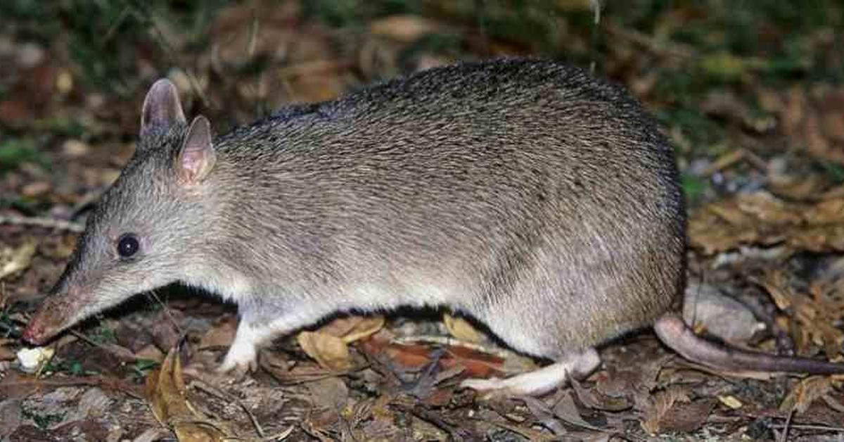 The Eastern Barred Bandicoot in its natural beauty, locally called Bandikut Berpita Timur.