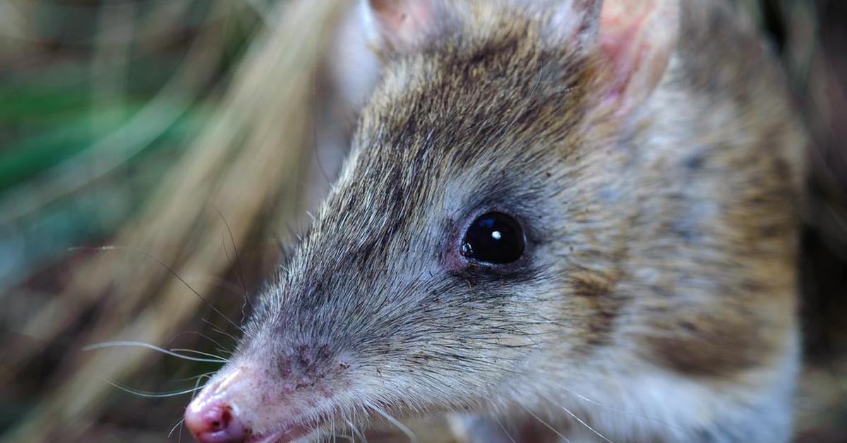 Stunning depiction of Eastern Barred Bandicoot, also referred to as Perameles gunnii.