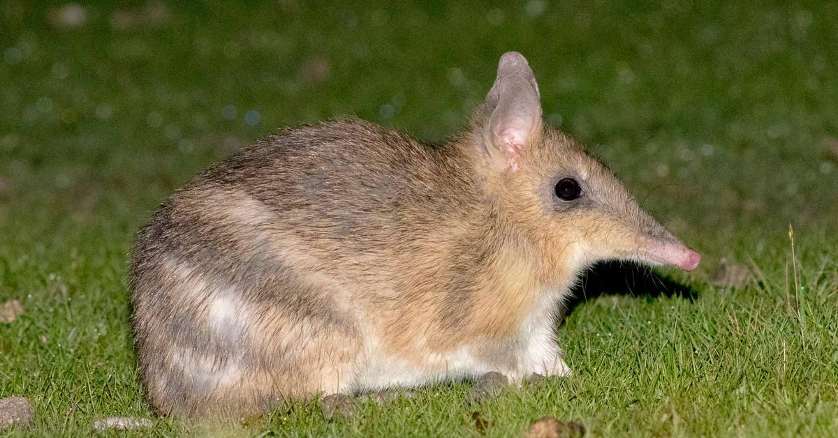 Distinctive Eastern Barred Bandicoot, in Indonesia known as Bandikut Berpita Timur, captured in this image.