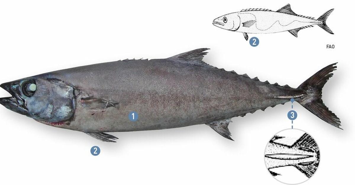 Engaging shot of the Escolar, recognized in Indonesia as Ikan Escolar.