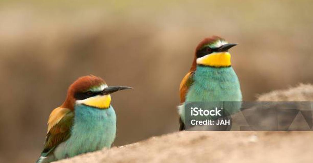 Dynamic image of the European Bee-Eater, popularly known in Indonesia as Pemakan Lebah Eropa.