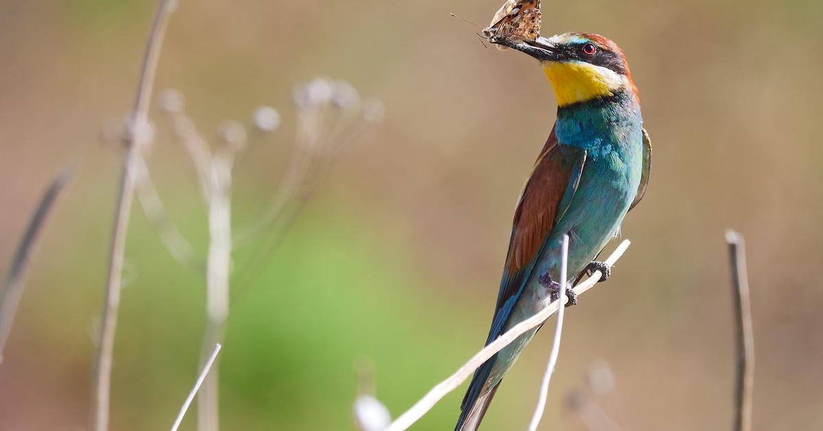 Detailed shot of the European Bee-Eater, or Merops apiaster, in its natural setting.