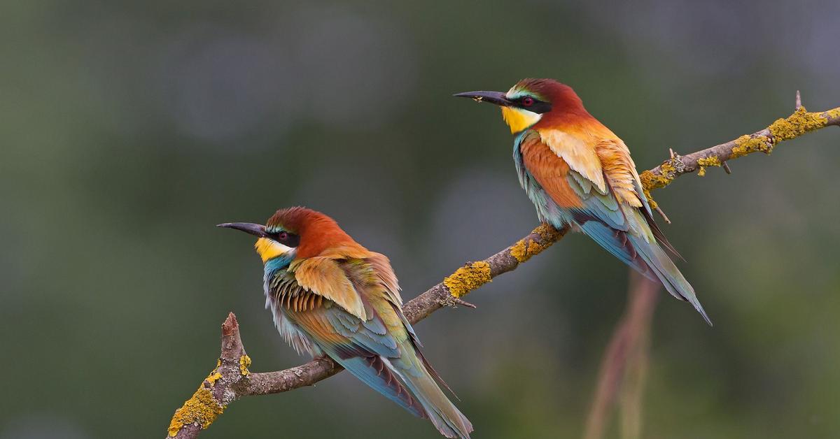 Captivating shot of the European Bee-Eater, or Pemakan Lebah Eropa in Bahasa Indonesia.