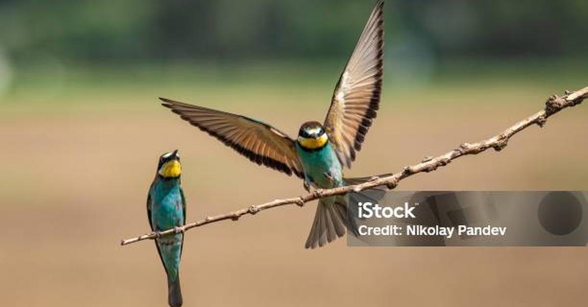 Glimpse of the European Bee-Eater, known in the scientific community as Merops apiaster.