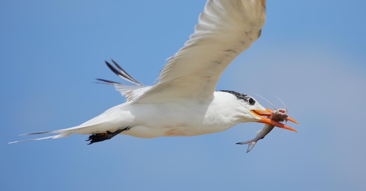 A look at the Elegant Tern, also recognized as Layang-layang Elegan in Indonesian culture.