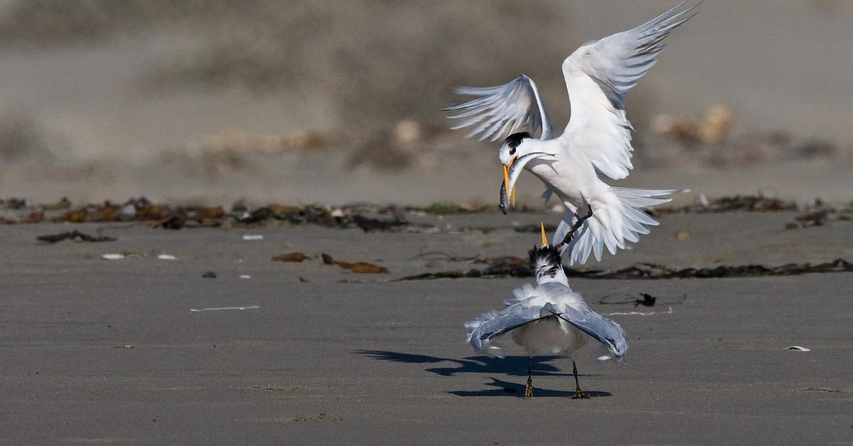 Stunning image of the Elegant Tern (Thalasseus elegans), a wonder in the animal kingdom.