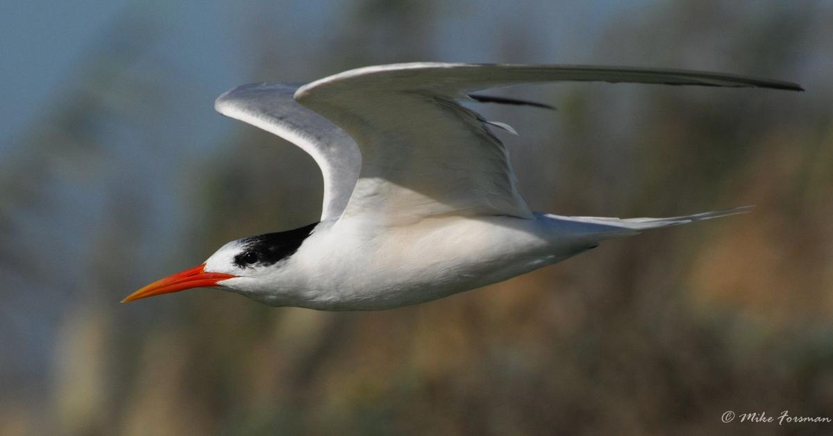 The Elegant Tern, an example of Thalasseus elegans, in its natural environment.