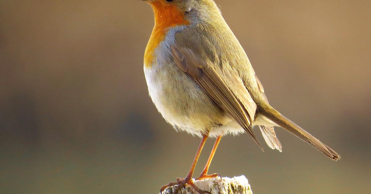 Stunning depiction of European Robin, also referred to as Erithacus rubecula.