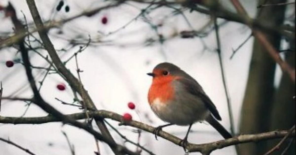 Photogenic European Robin, scientifically referred to as Erithacus rubecula.