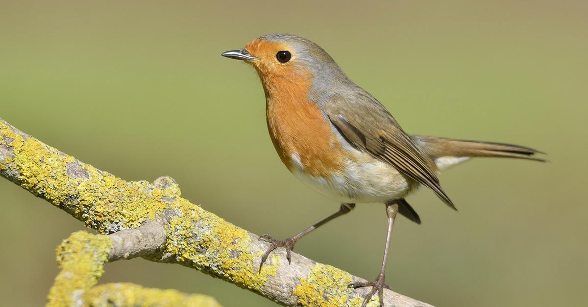 Splendid image of the European Robin, with the scientific name Erithacus rubecula.