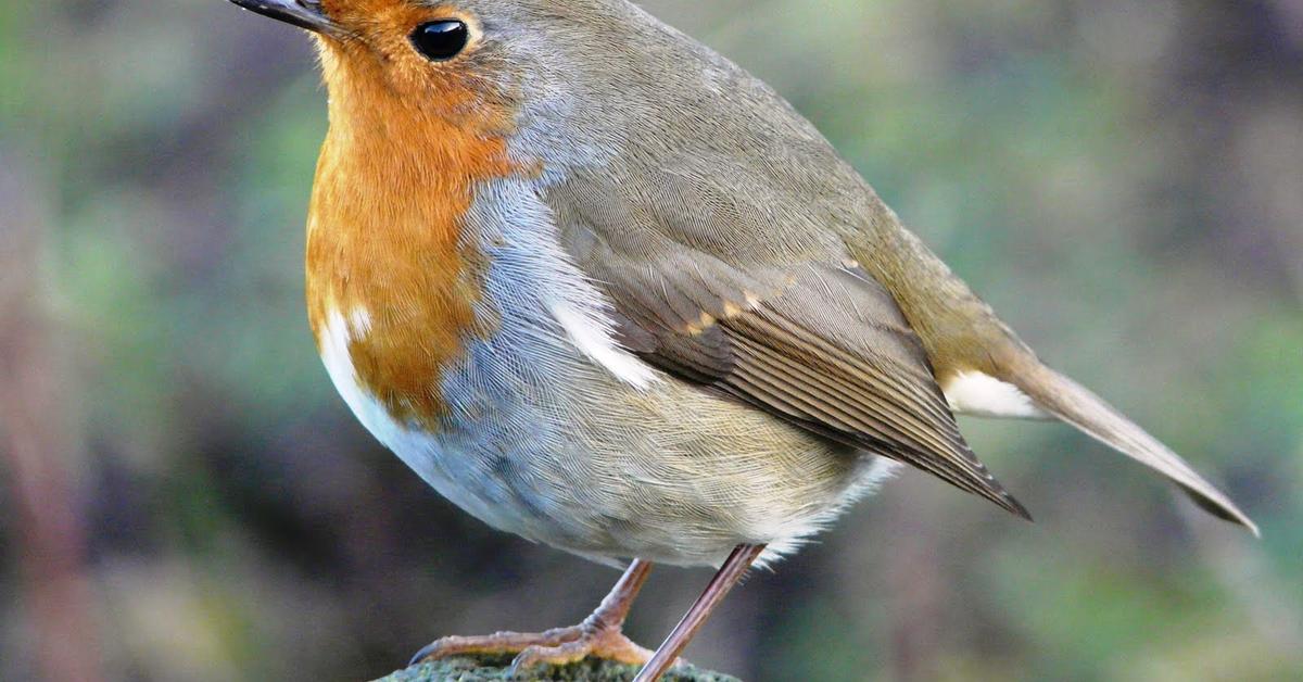 The European Robin in its natural beauty, locally called Burung Robin Eropa.