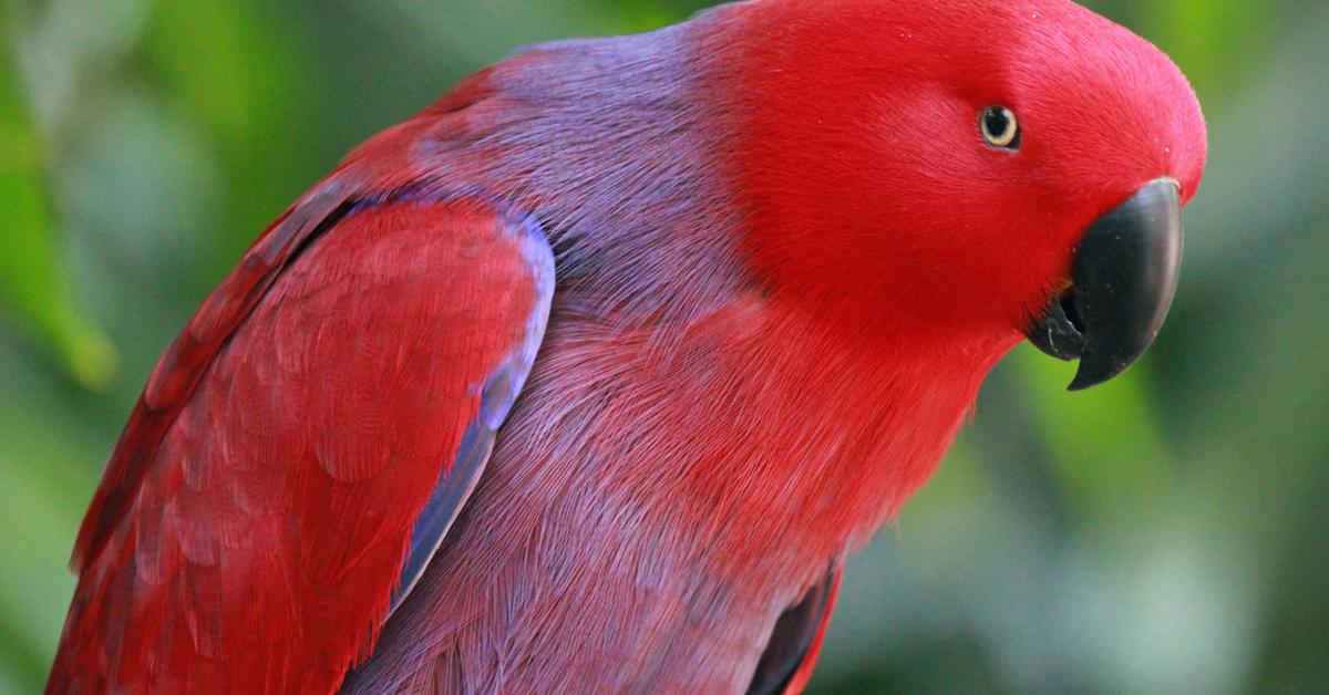 Picture of Eclectus Parrot, known in Indonesia as Burung Beo Eclectus.