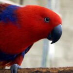 Distinctive Eclectus Parrot, in Indonesia known as Burung Beo Eclectus, captured in this image.