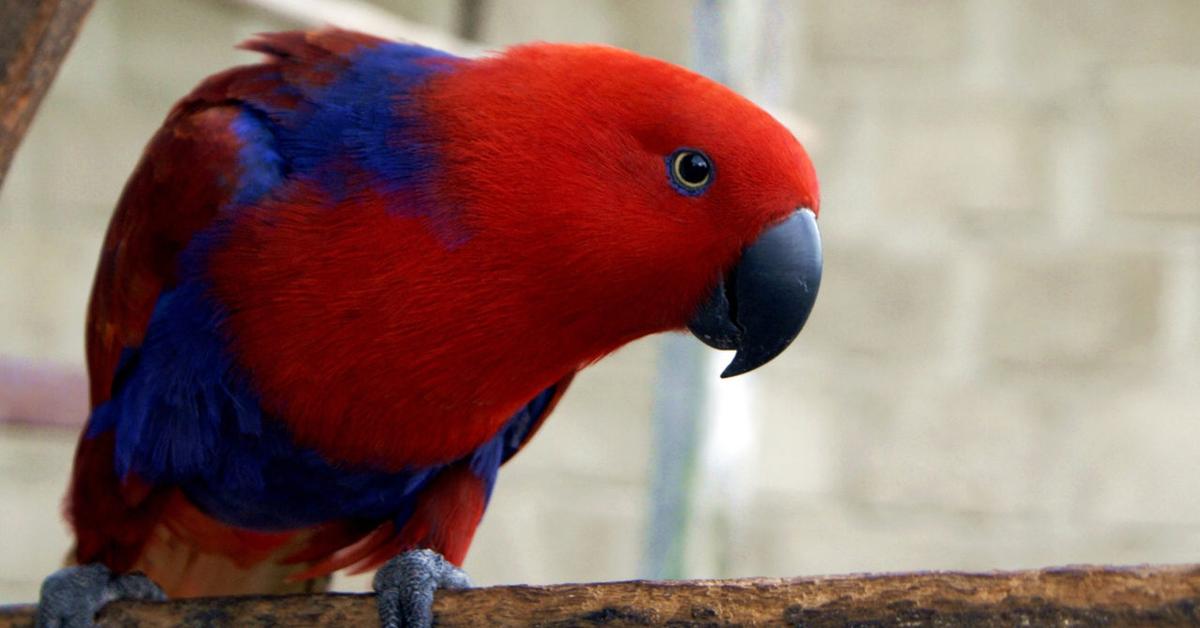 The Eclectus Parrot, a beautiful species also known as Burung Beo Eclectus in Bahasa Indonesia.