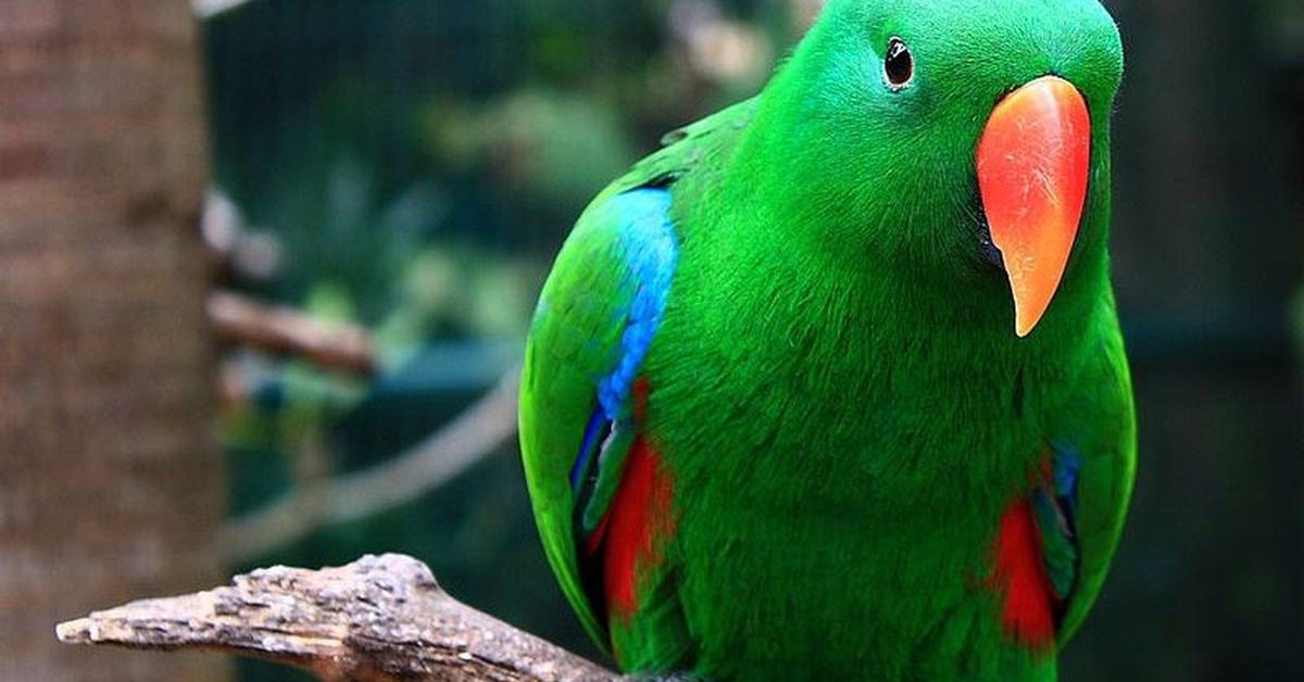 Exquisite image of Eclectus Parrot, in Indonesia known as Burung Beo Eclectus.