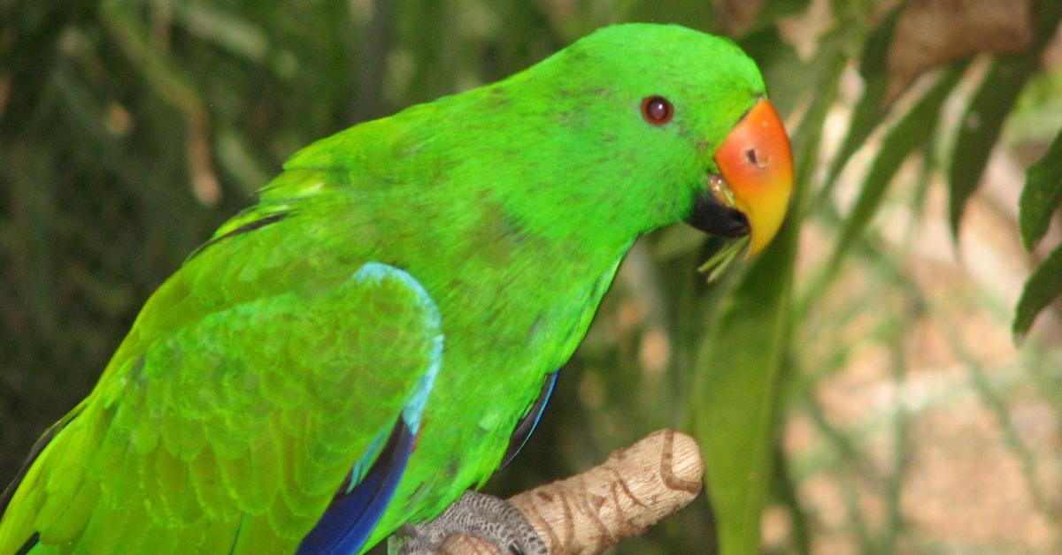 Charming view of the Eclectus Parrot, in Indonesia referred to as Burung Beo Eclectus.