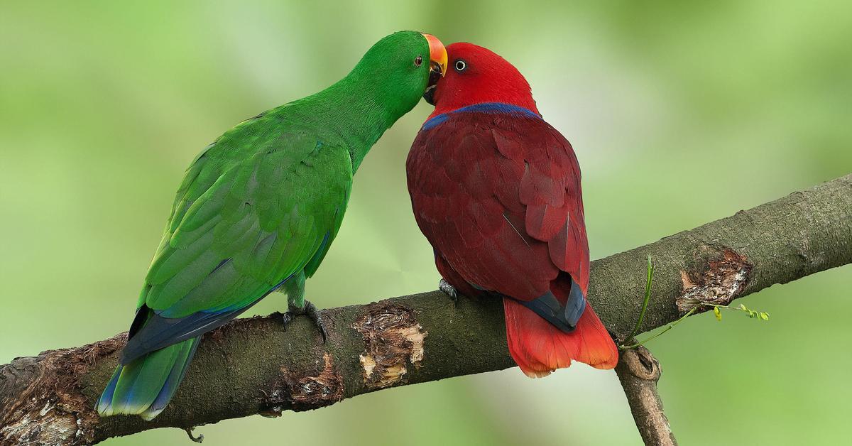 Picture of Eclectus Parrot, known in Indonesia as Burung Beo Eclectus.