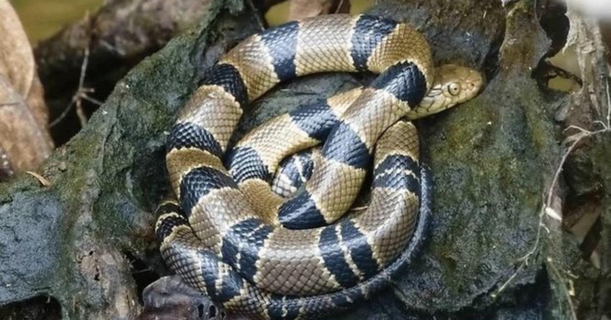 Captured beauty of the Egyptian Cobra, or Naja haje in the scientific world.