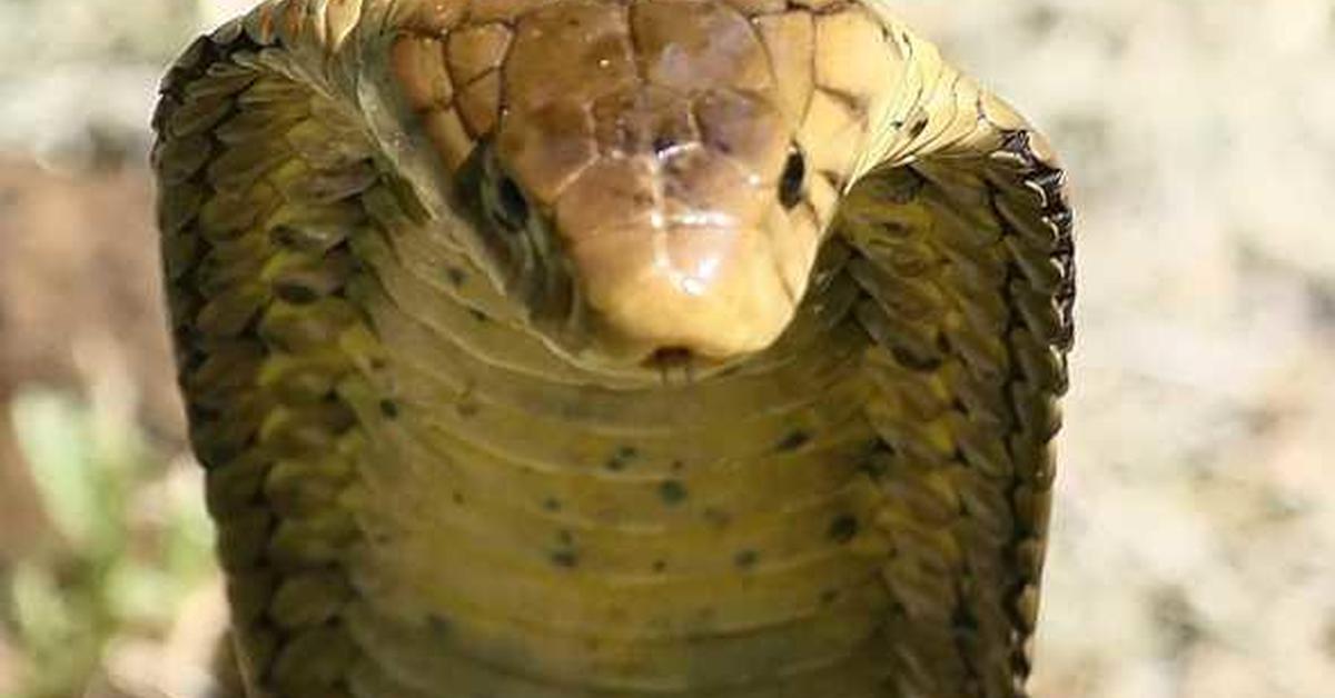 Visual of Egyptian Cobra, or Ular Kobra Mesir in Indonesian, showcasing its beauty.