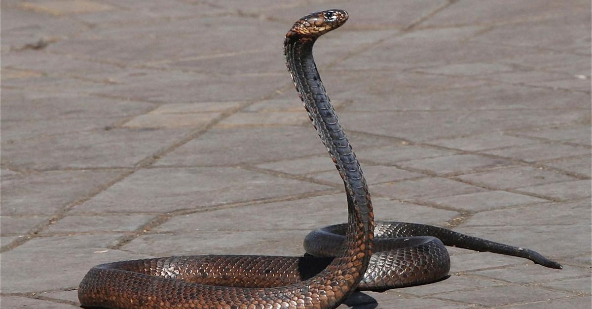 The remarkable Egyptian Cobra (Naja haje), a sight to behold.