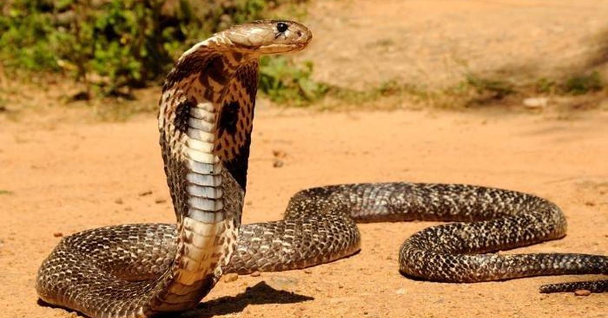 Captivating presence of the Egyptian Cobra, a species called Naja haje.