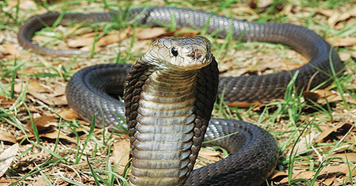 The Egyptian Cobra, a species known as Naja haje, in its natural splendor.