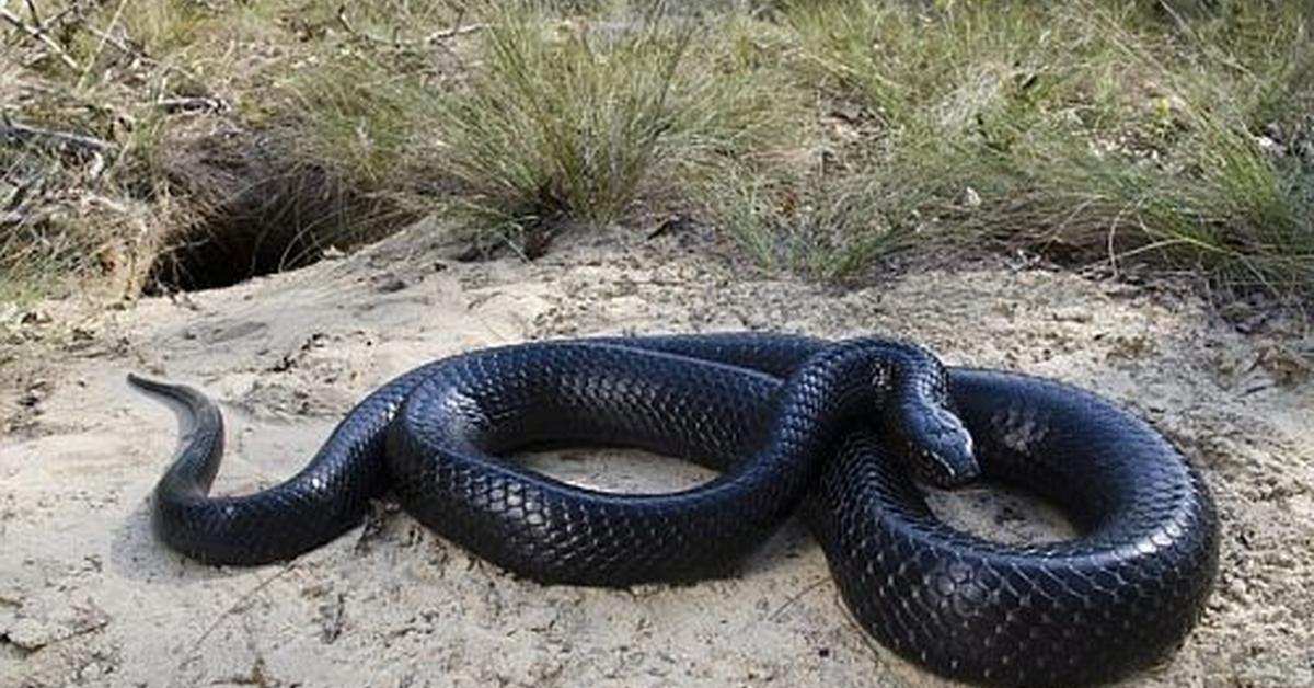 Splendid image of the Eastern Indigo Snake, with the scientific name Drymarchon couperi.