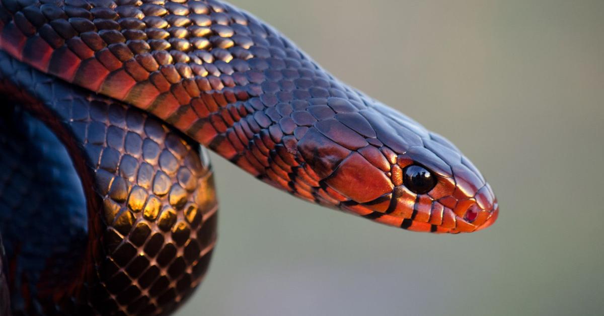 Detailed shot of the Eastern Indigo Snake, or Drymarchon couperi, in its natural setting.