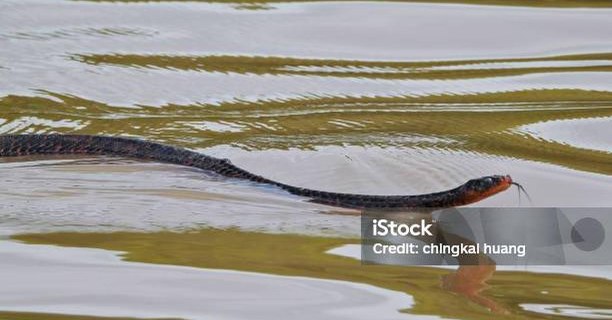 Charming view of the Eastern Indigo Snake, in Indonesia referred to as Ular Indigo Timur.