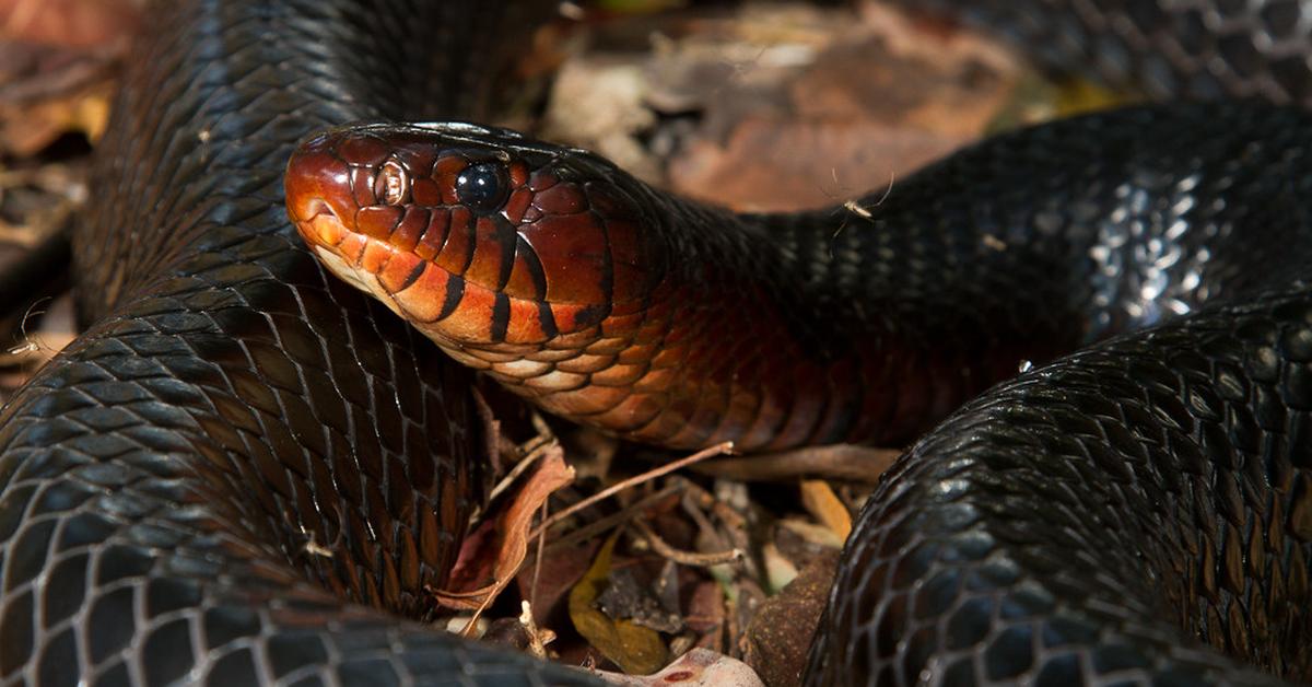 Snapshot of the intriguing Eastern Indigo Snake, scientifically named Drymarchon couperi.