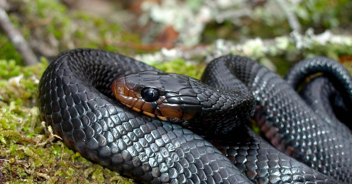 Photogenic Eastern Indigo Snake, scientifically referred to as Drymarchon couperi.