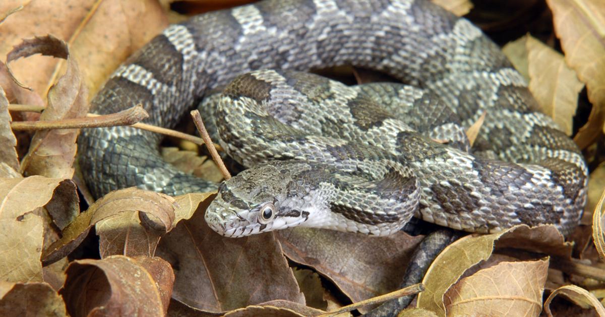 The Eastern Rat Snake, an example of Pantherophis alleghaniensis, in its natural environment.