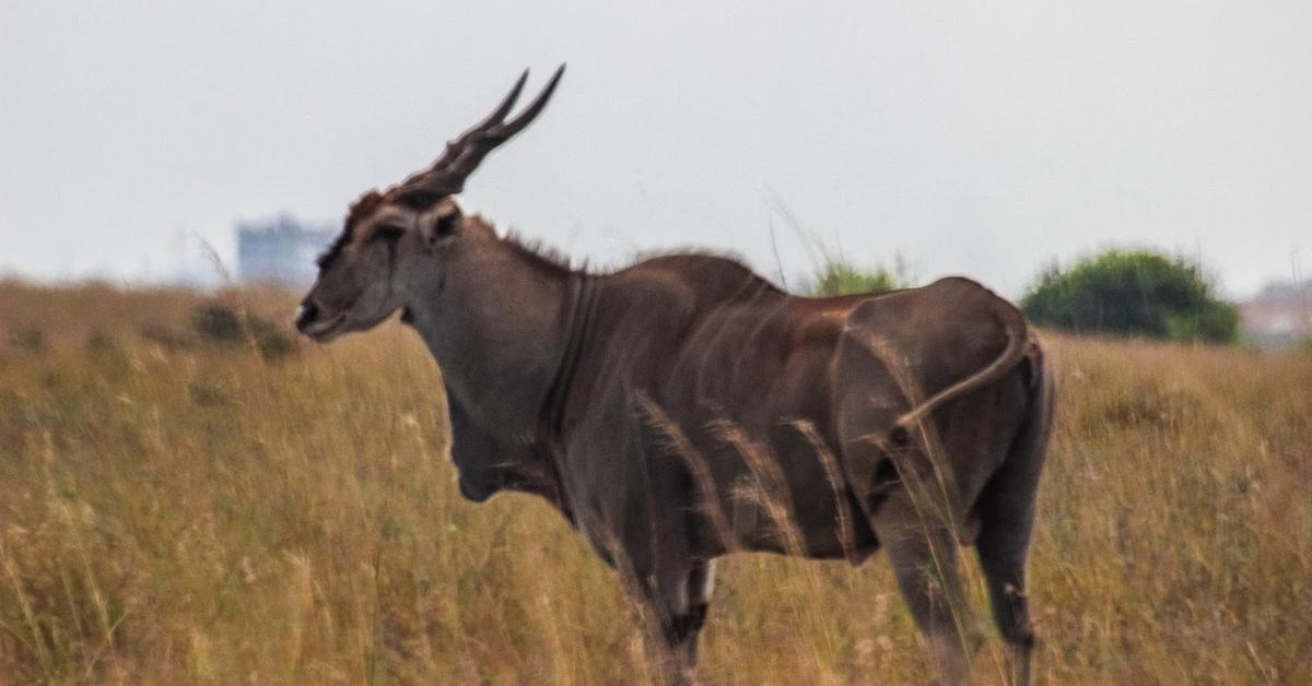 Photogenic Eland, scientifically referred to as Taurotragus oryx.