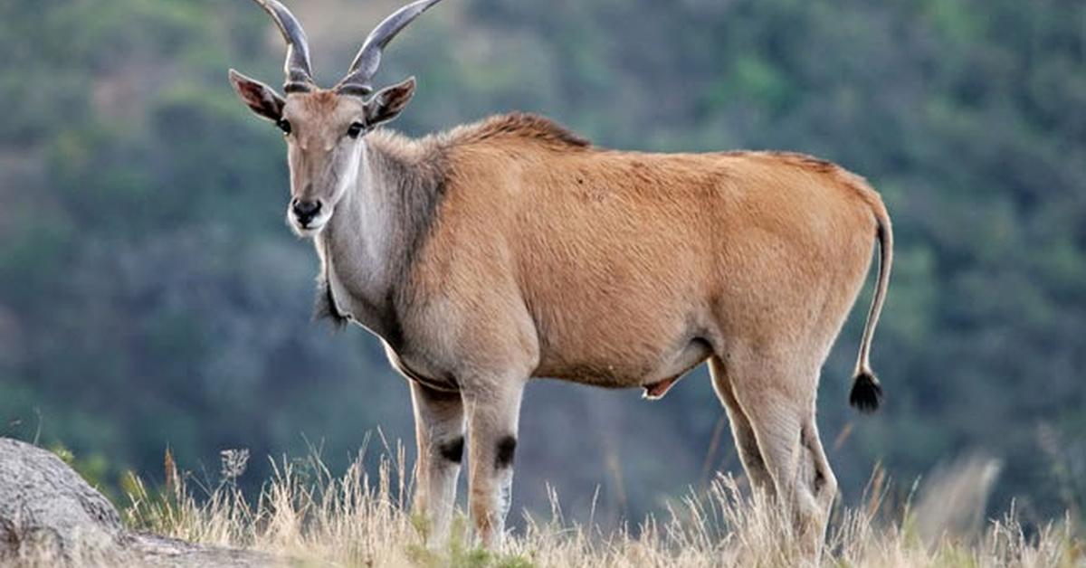 Photograph of the unique Eland, known scientifically as Taurotragus oryx.