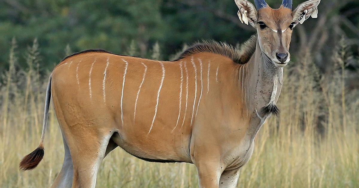 Close-up view of the Eland, known as Eland in Indonesian.